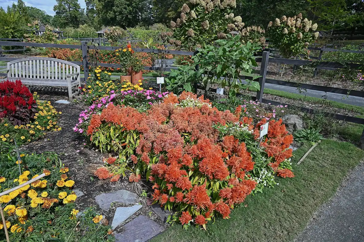 Orange and yellow blooms in a flower bed beside a garden bench at Reynolda Gardens in Winston-Salem.